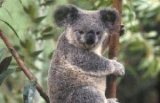 ACTIVITY TOURS AUSTRALIA - Image 2