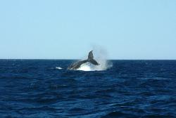SYDNEY ECO WHALE WATCHING