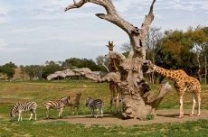Werribee Open Range Zoo - Image 2