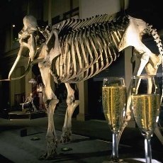 Australian Museum - Image 1
