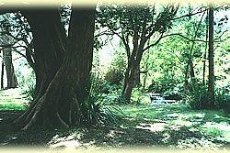 Bundaleer Rainforest Gardens - Image 2
