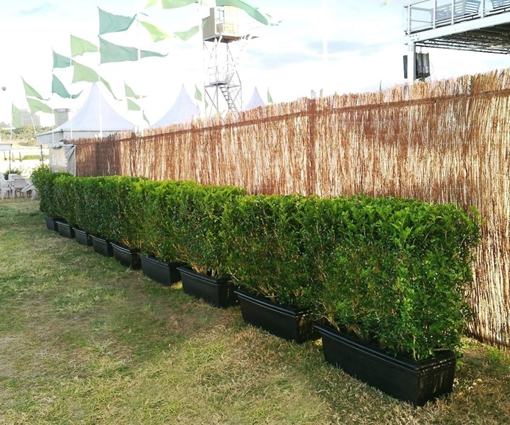 Hedges large & small - we have a huge range! Conifers, Murraya, Ficus, Box, Gardenias. Make a stunning red carpet statement. Screen off unwanted views or place in large spaces to form boundaries and room dividers. Sizes range from 50cm - 2.2mH.