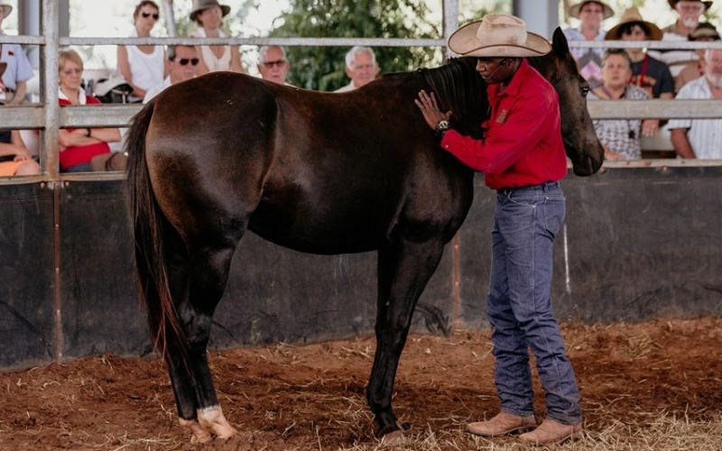 Local Indigenous stockman working with a young horse to build up trust and confidence at Katherine Outback Experience