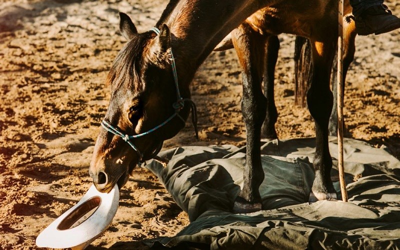 Legend the horse picking up a hat at Katherine Outback Experience