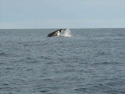 SYDNEY ECO WHALE WATCHING