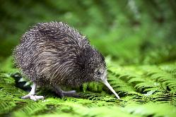 Kiwi Encounter