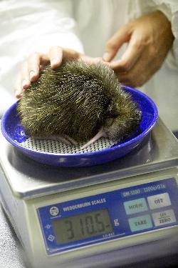 Kiwi Encounter